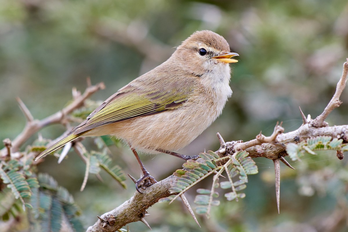 Mosquitero Oscuro - ML615874360