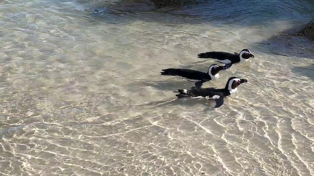Pingüino de El Cabo - ML615874366
