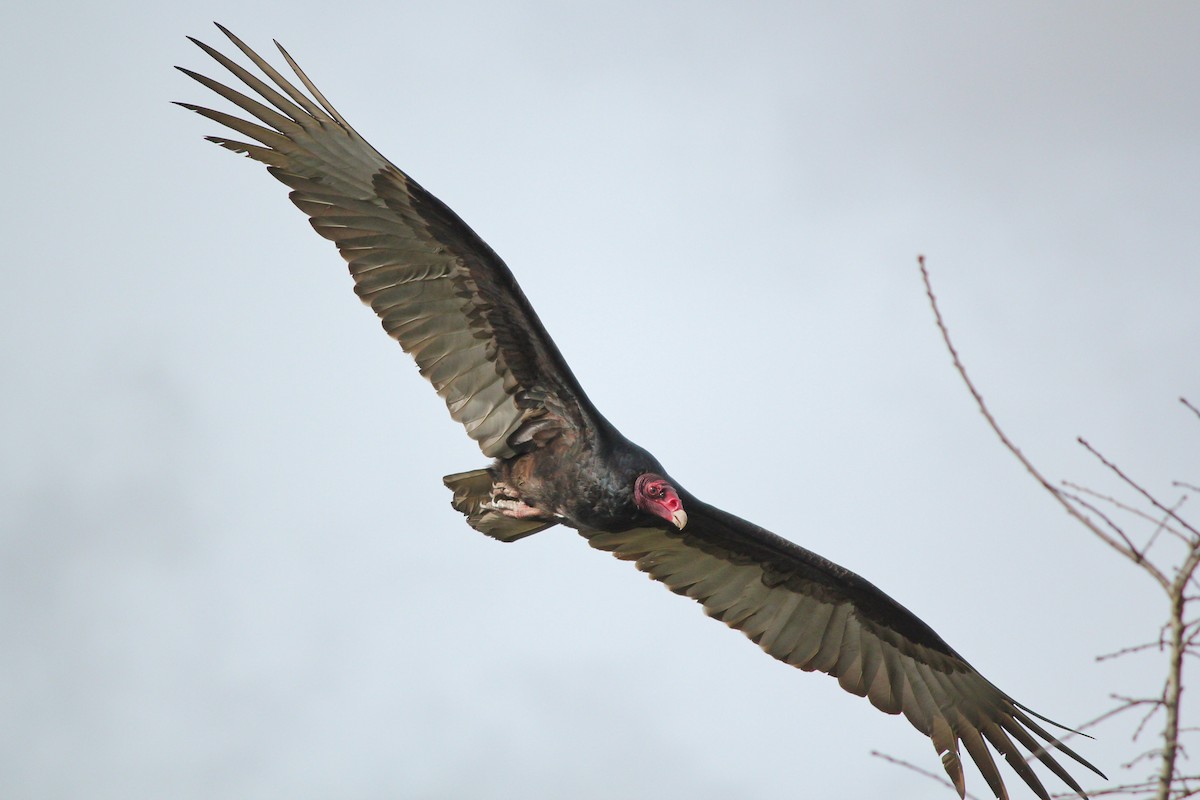Turkey Vulture - I'm Birding Right Now (Teresa & Miles Tuffli)
