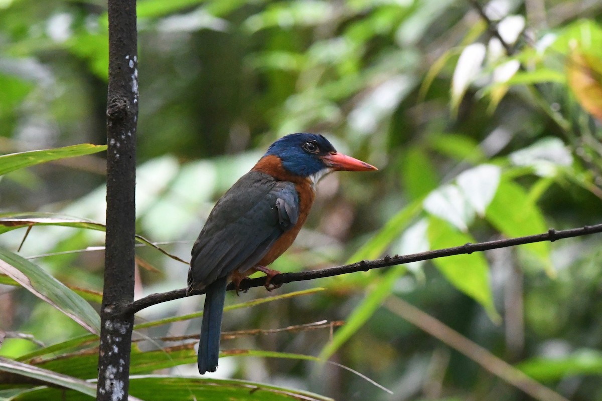 ledňáček modrohlavý (ssp. monachus) - ML615874405