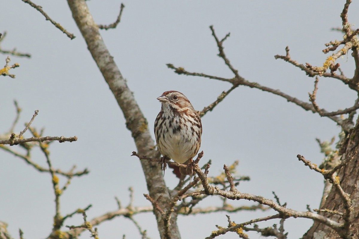 Song Sparrow - I'm Birding Right Now (Teresa & Miles Tuffli)
