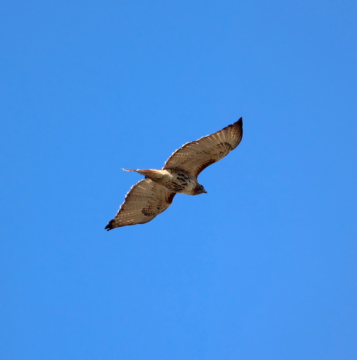 Red-tailed Hawk - ML615874429