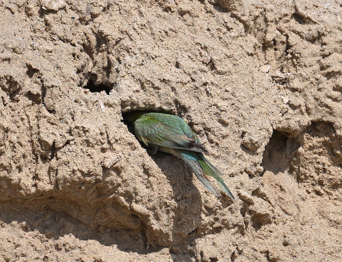 Arabian Green Bee-eater - ML615874456