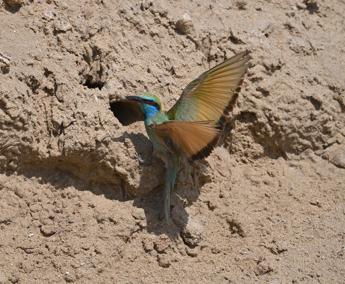 Arabian Green Bee-eater - ML615874460