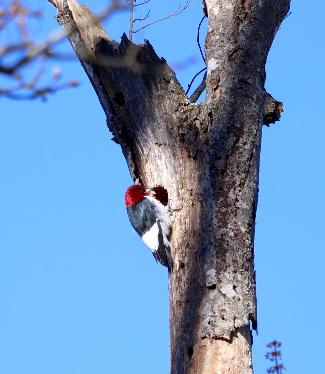 Red-headed Woodpecker - ML615874463