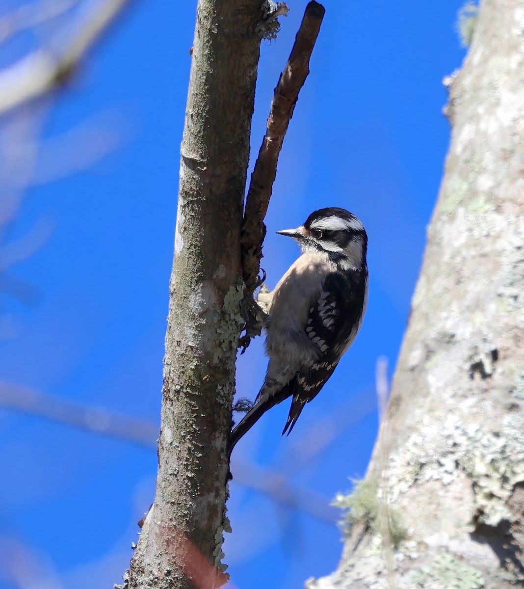 Downy Woodpecker - ML615874476