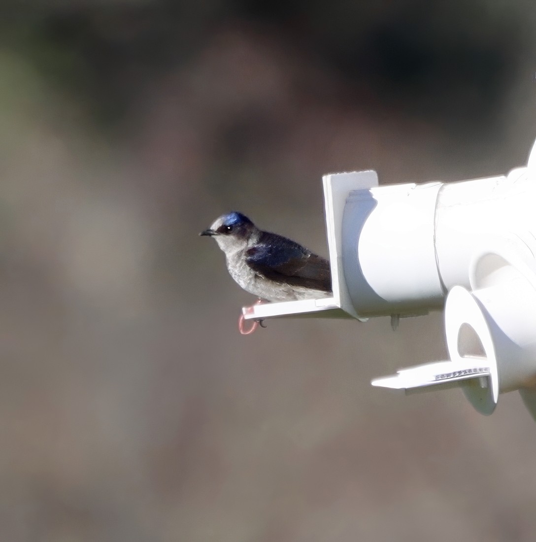 Golondrina Purpúrea - ML615874504