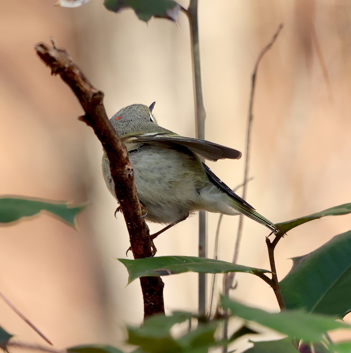 Ruby-crowned Kinglet - ML615874526