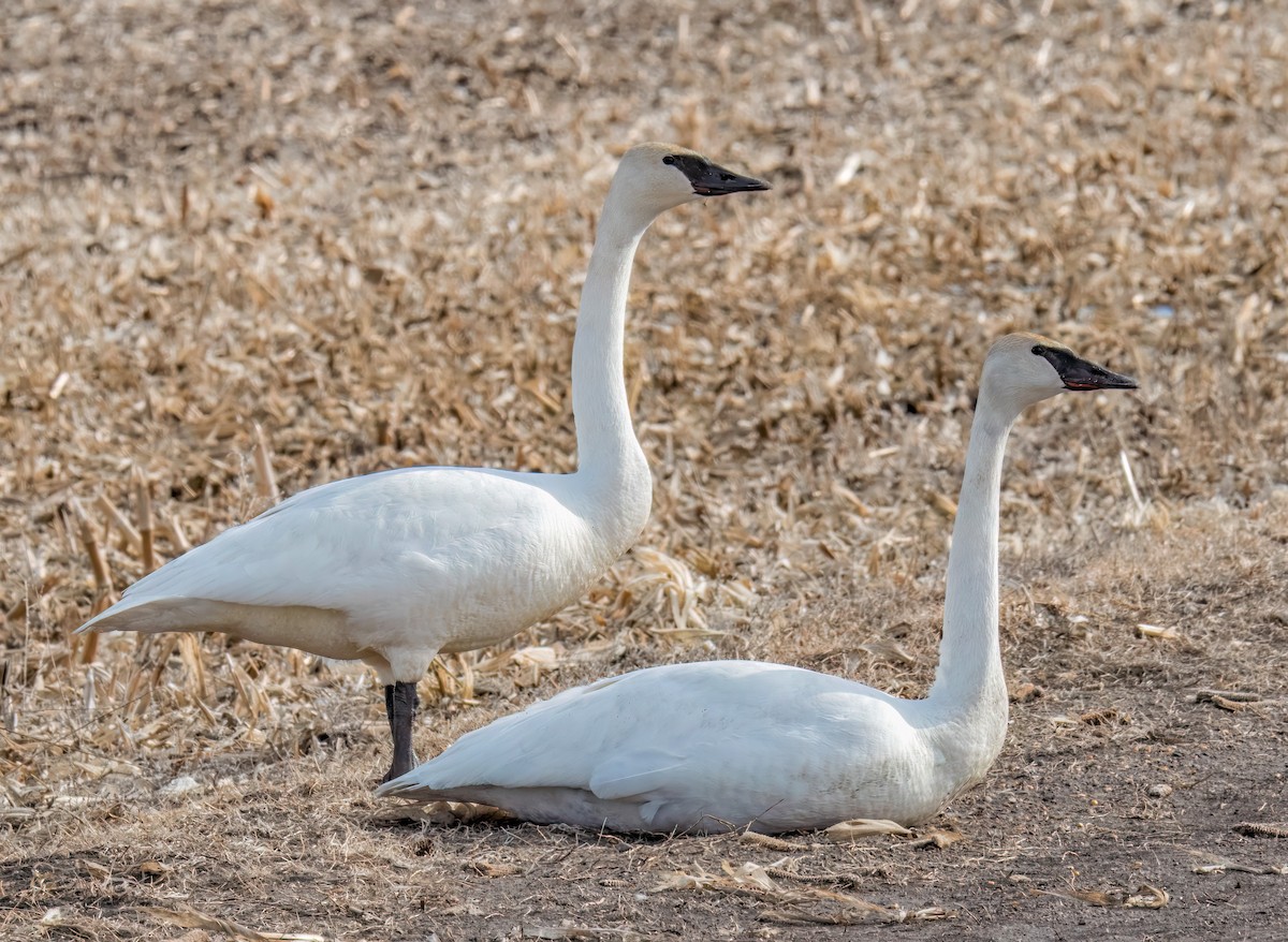 Trumpeter Swan - ML615874536