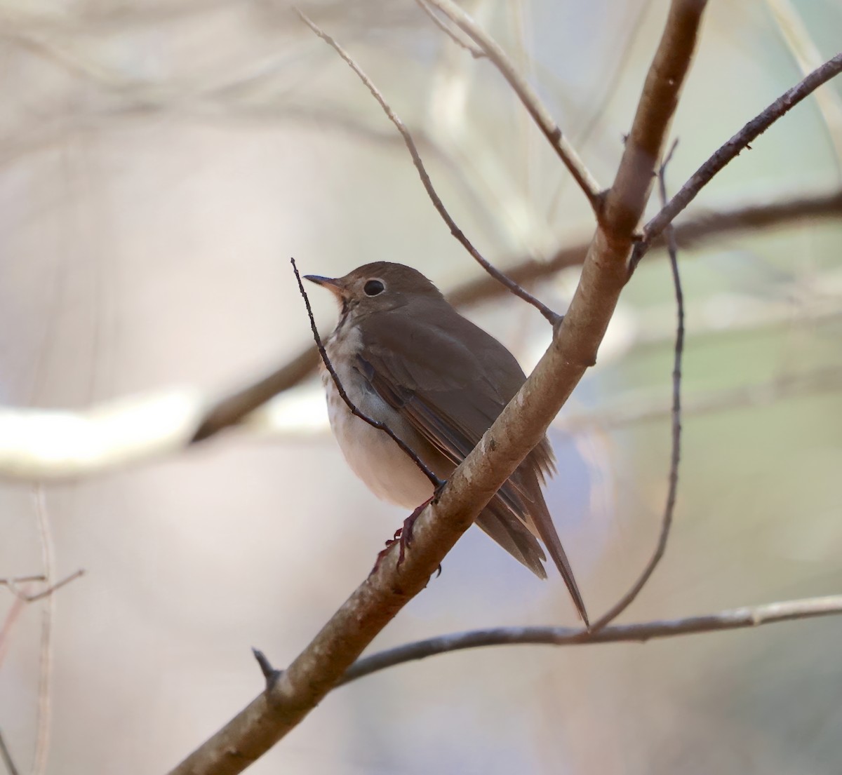 Hermit Thrush - ML615874537