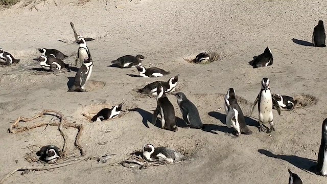 Pingüino de El Cabo - ML615874552