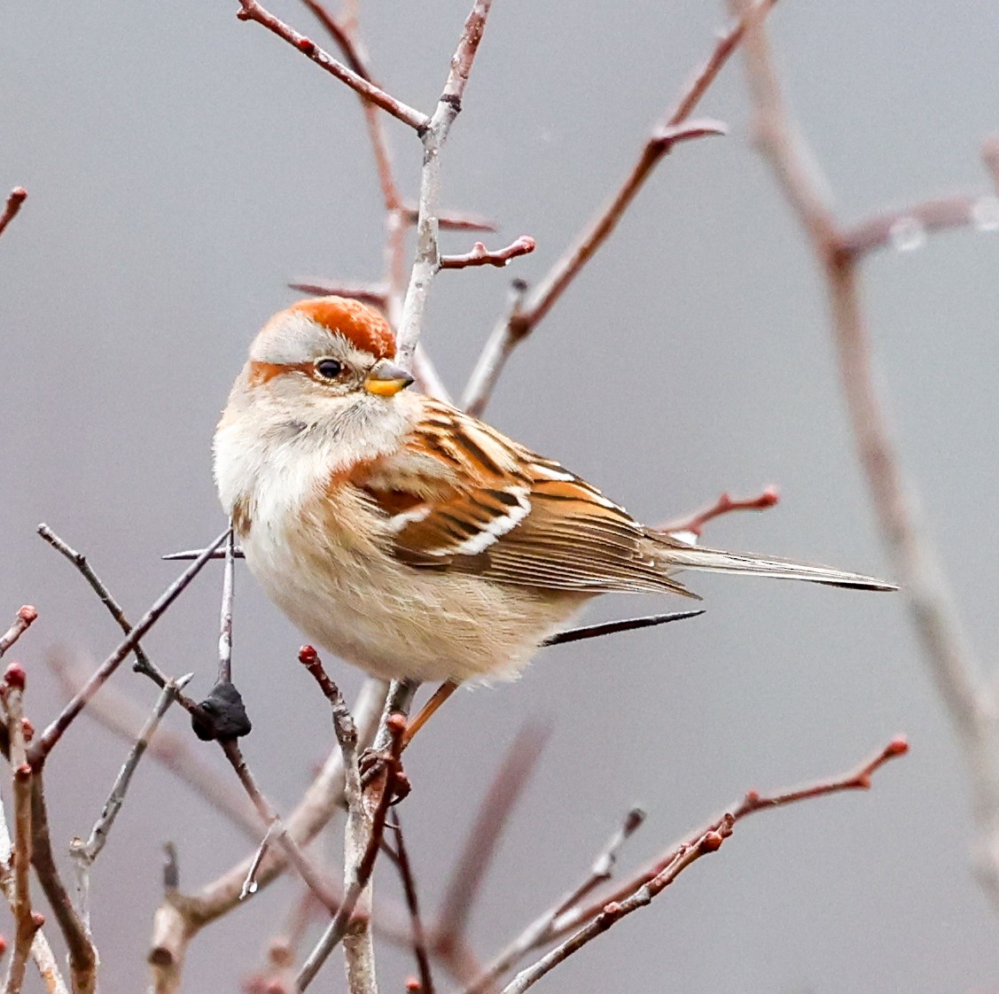 American Tree Sparrow - ML615874615