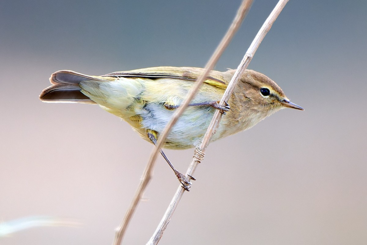 Common Chiffchaff - ML615874763