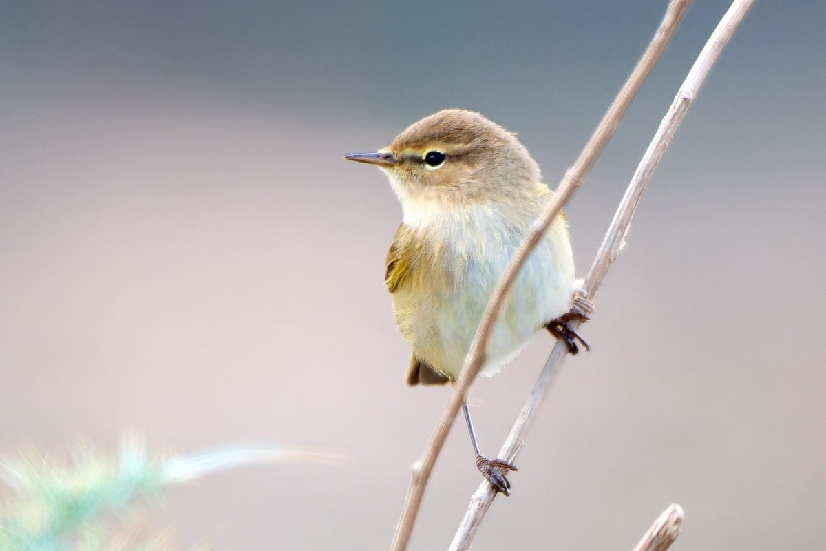 Common Chiffchaff - ML615874764