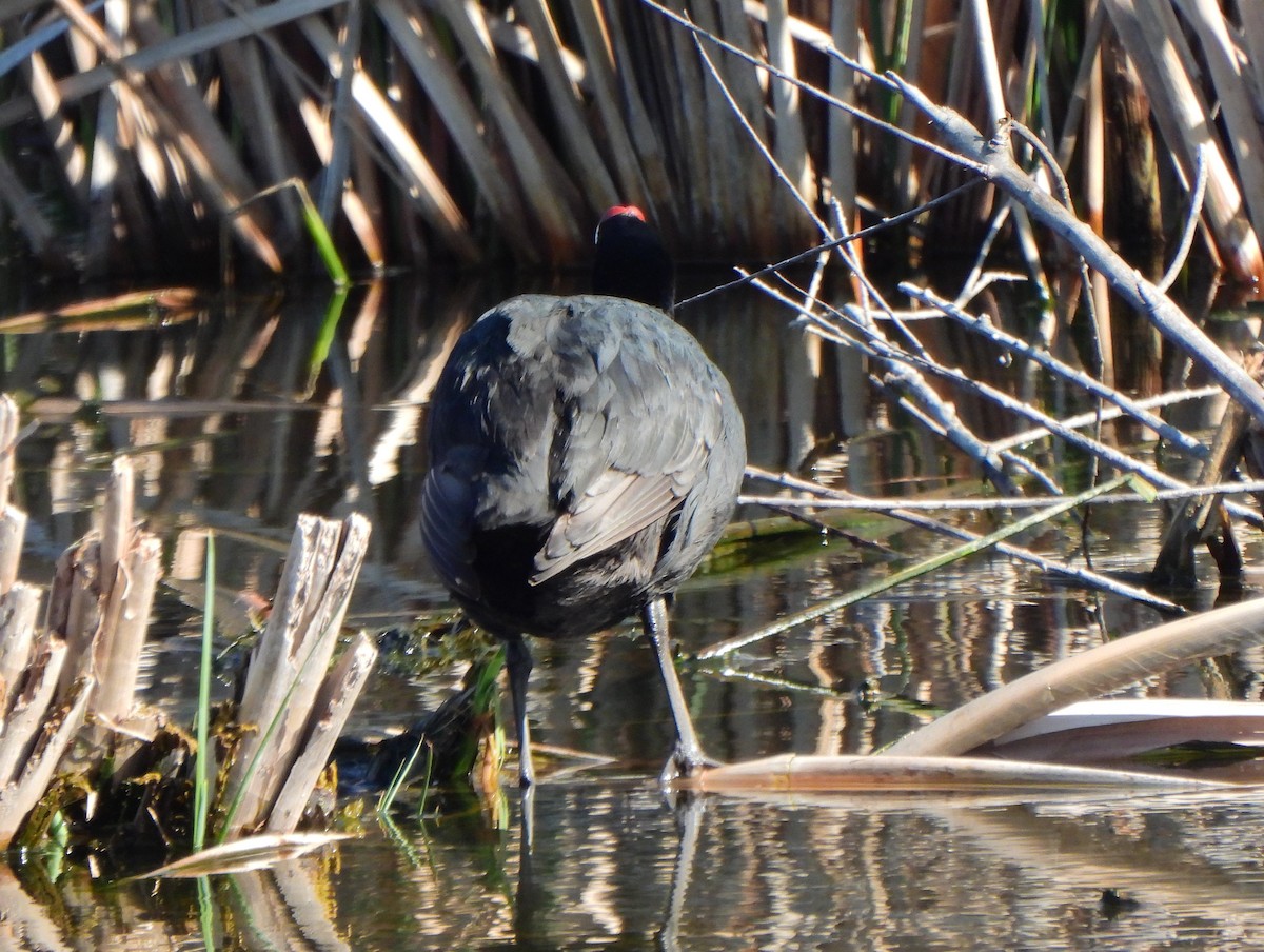 Red-knobbed Coot - Ignacio Barrionuevo