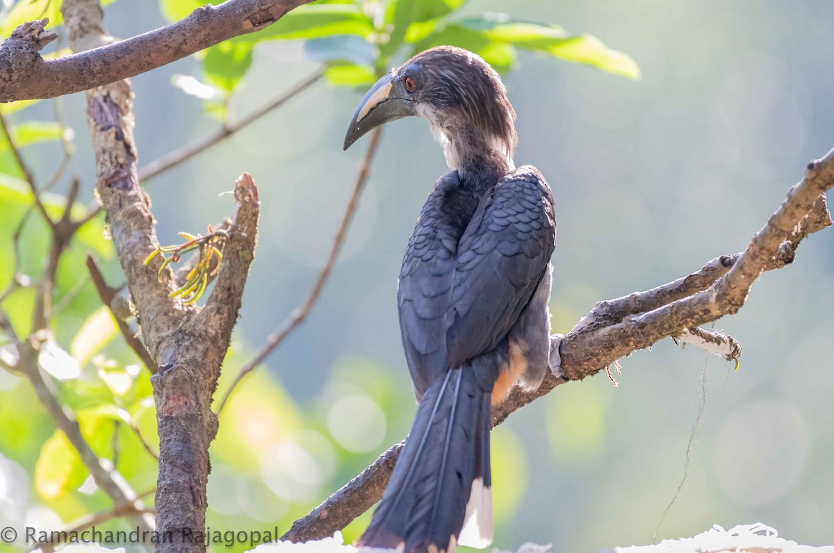 Sri Lanka Gray Hornbill - ML615874799