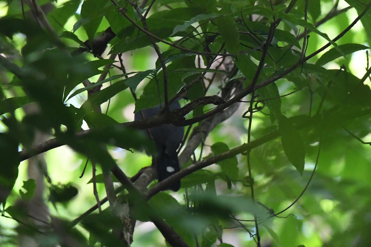 Spot-tailed Goshawk - ML615874818