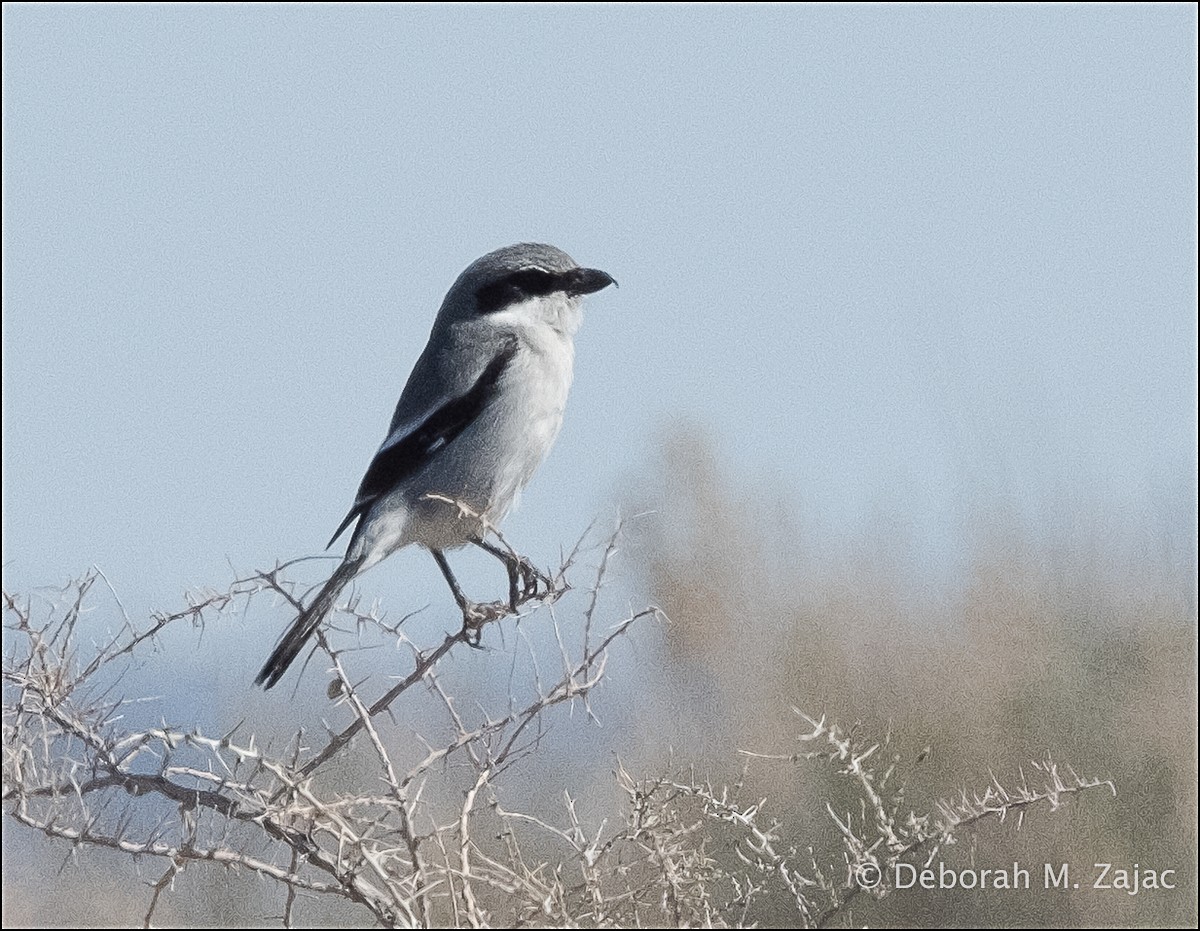 Loggerhead Shrike - ML615874819