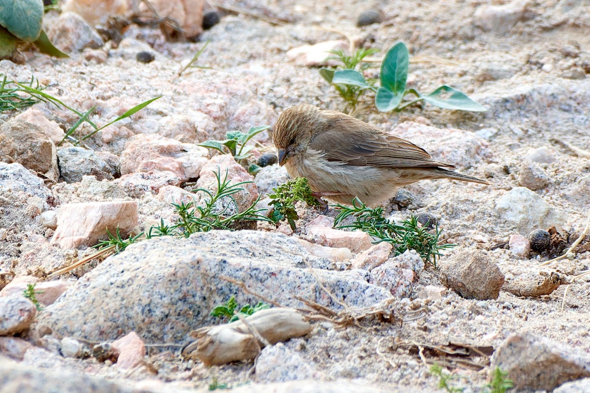 Serin du Yémen - ML615874821