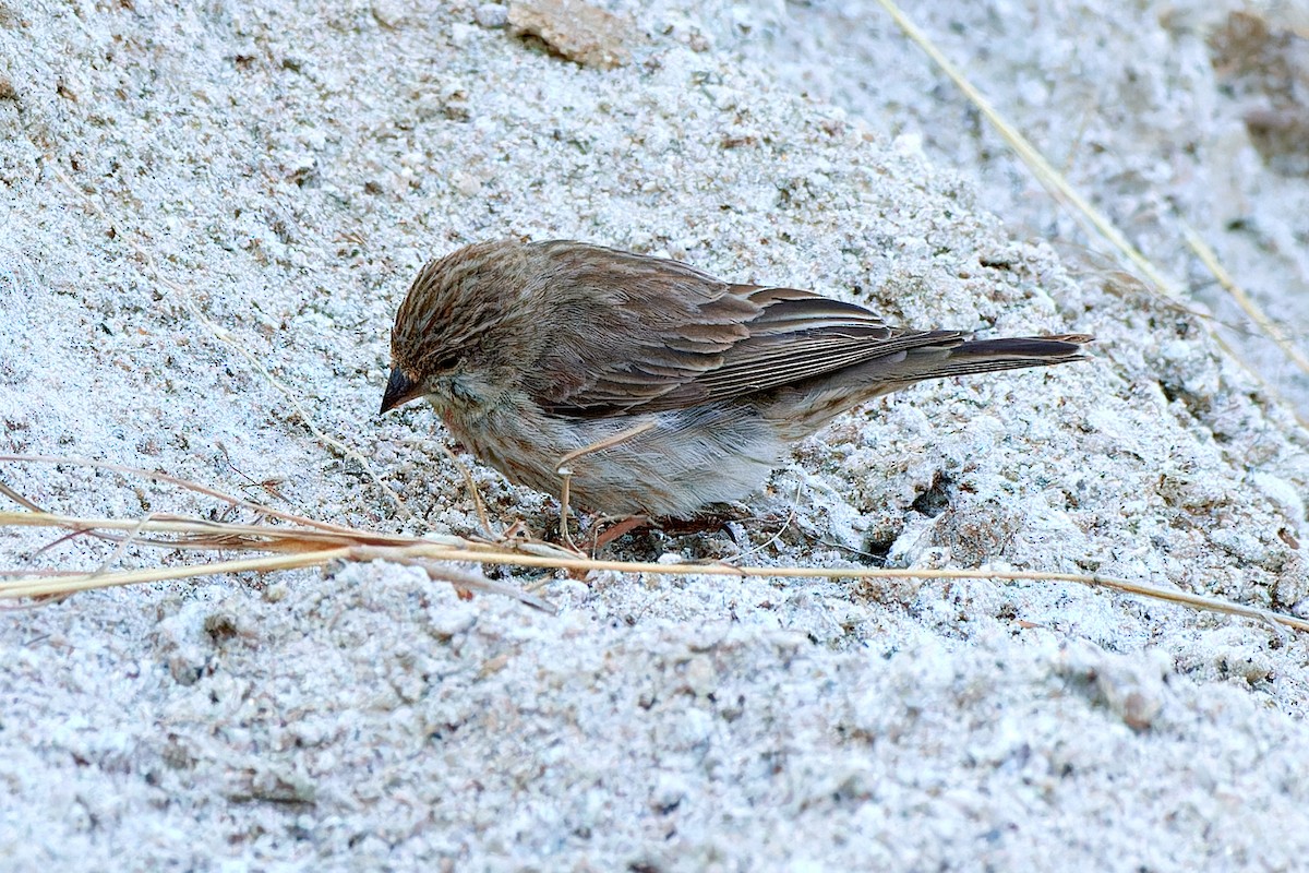 Serin du Yémen - ML615874825