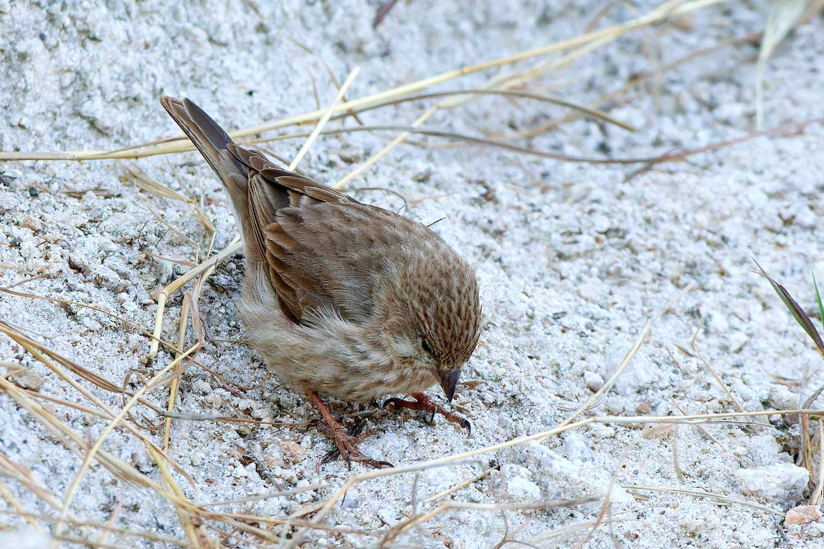 Serin du Yémen - ML615874826