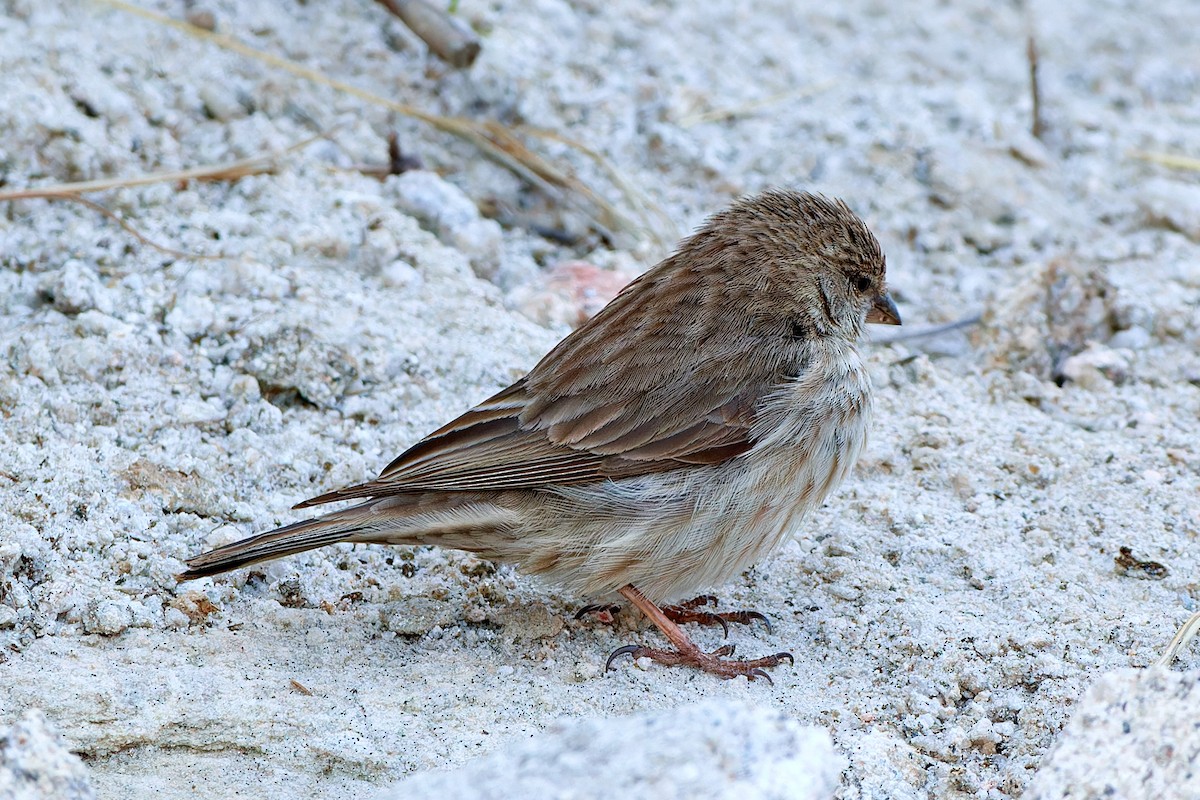 Serin du Yémen - ML615874828