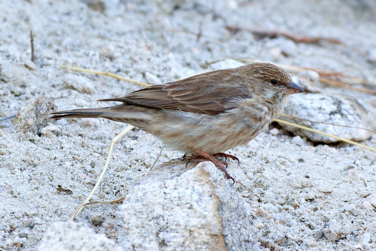 Serin du Yémen - ML615874829