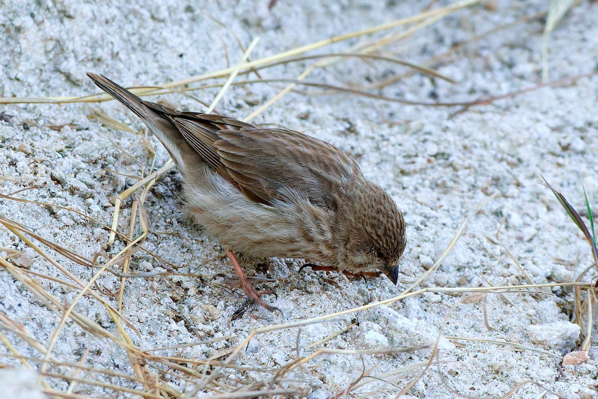 Serin du Yémen - ML615874830