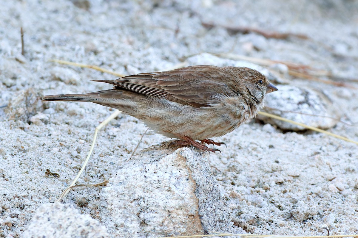 Serin du Yémen - ML615874831