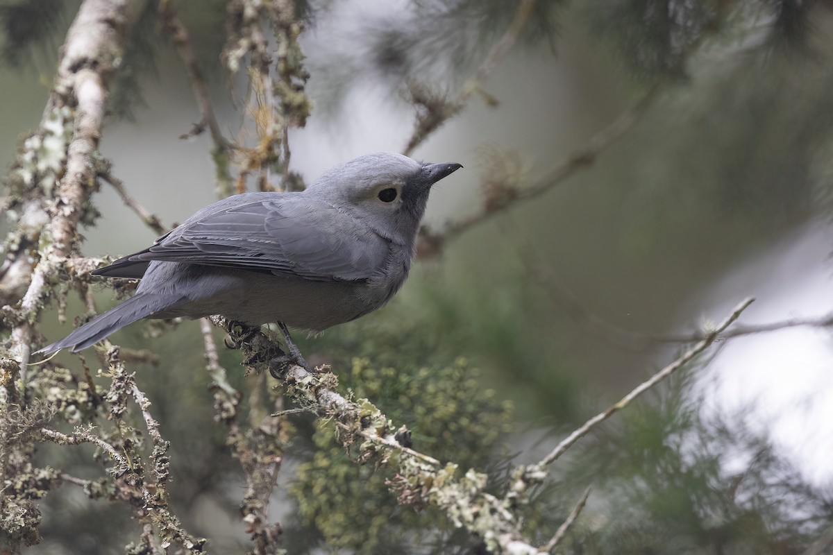 Gray Cuckooshrike - ML615874842