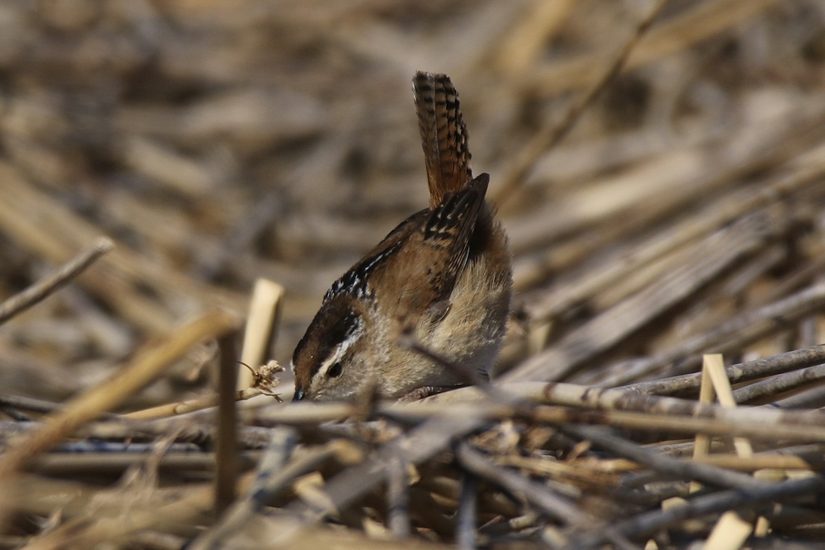 Marsh Wren - ML615874863