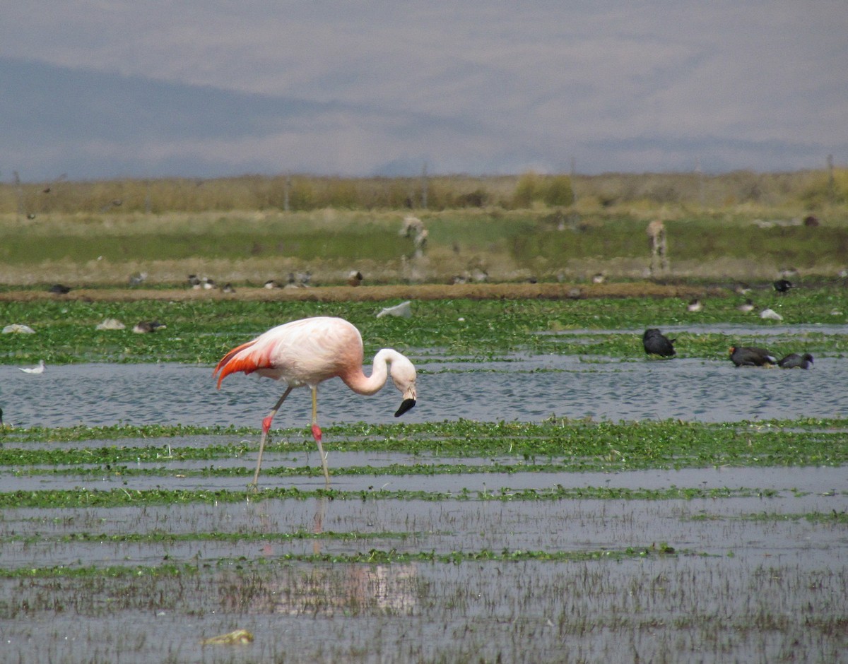 Chilean Flamingo - ML615874888