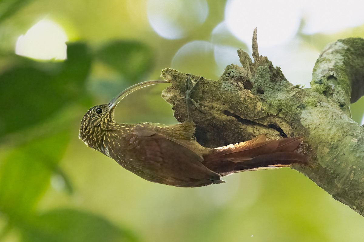 Brown-billed Scythebill - Mike “Champ” Krzychylkiewicz