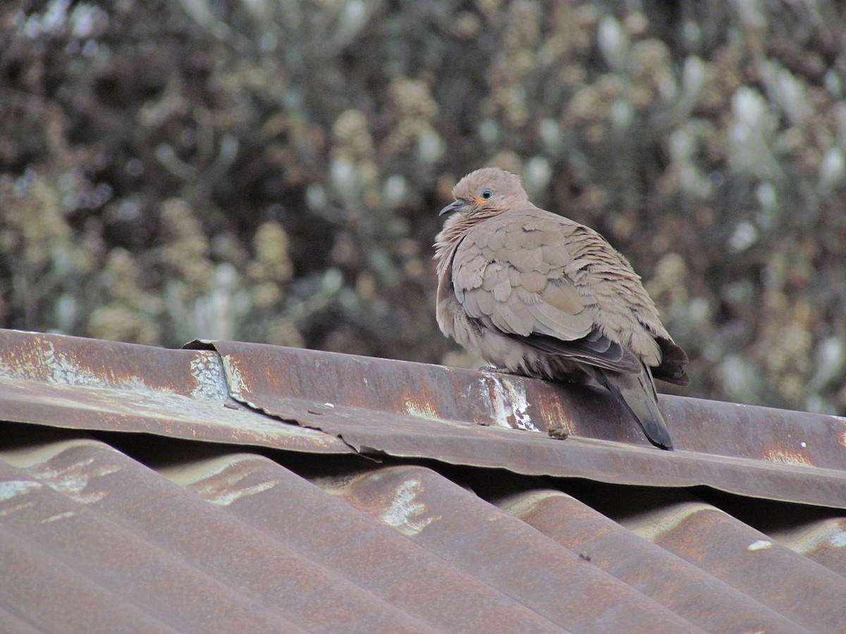 Black-winged Ground Dove - ML615874915