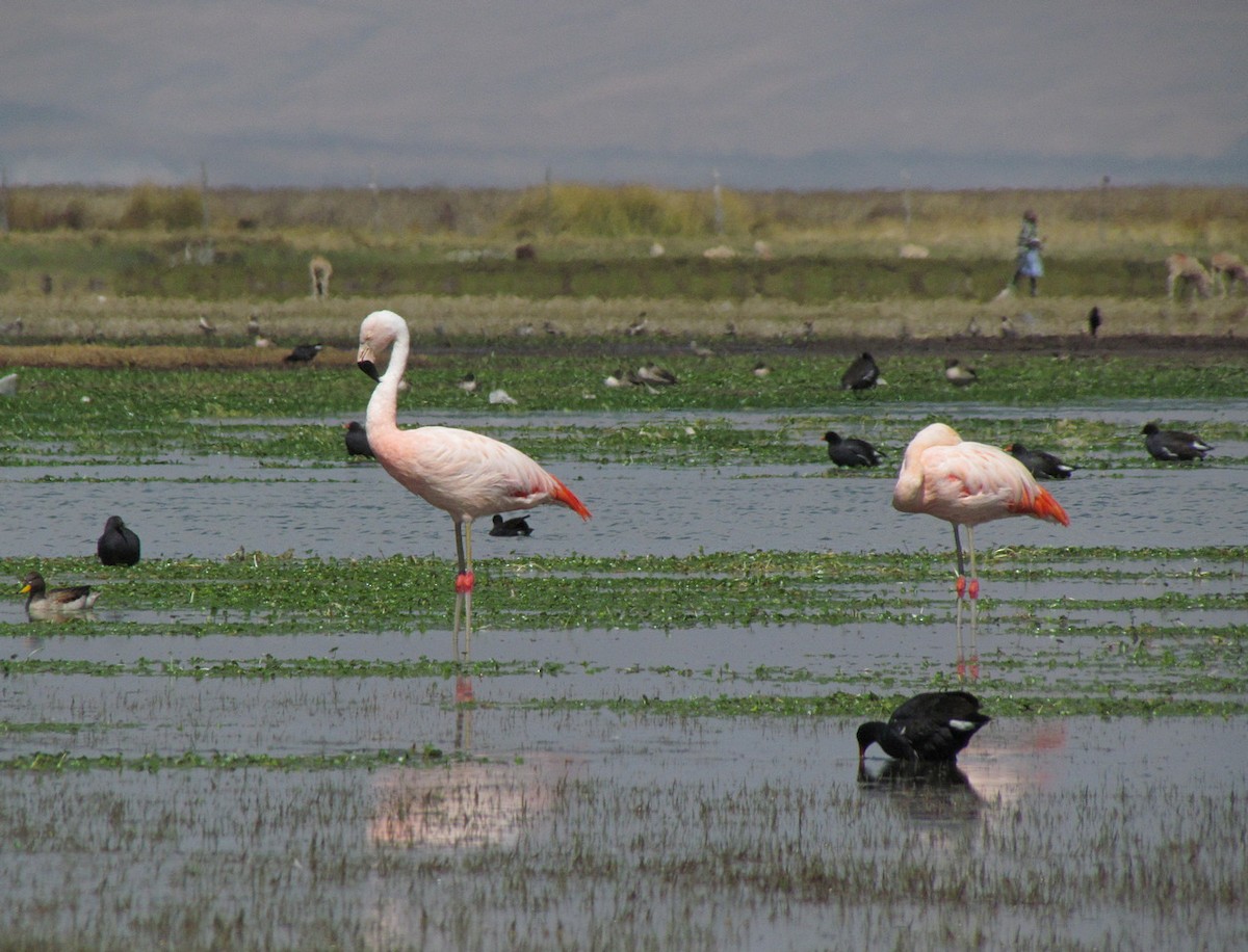 Chilean Flamingo - ML615874921