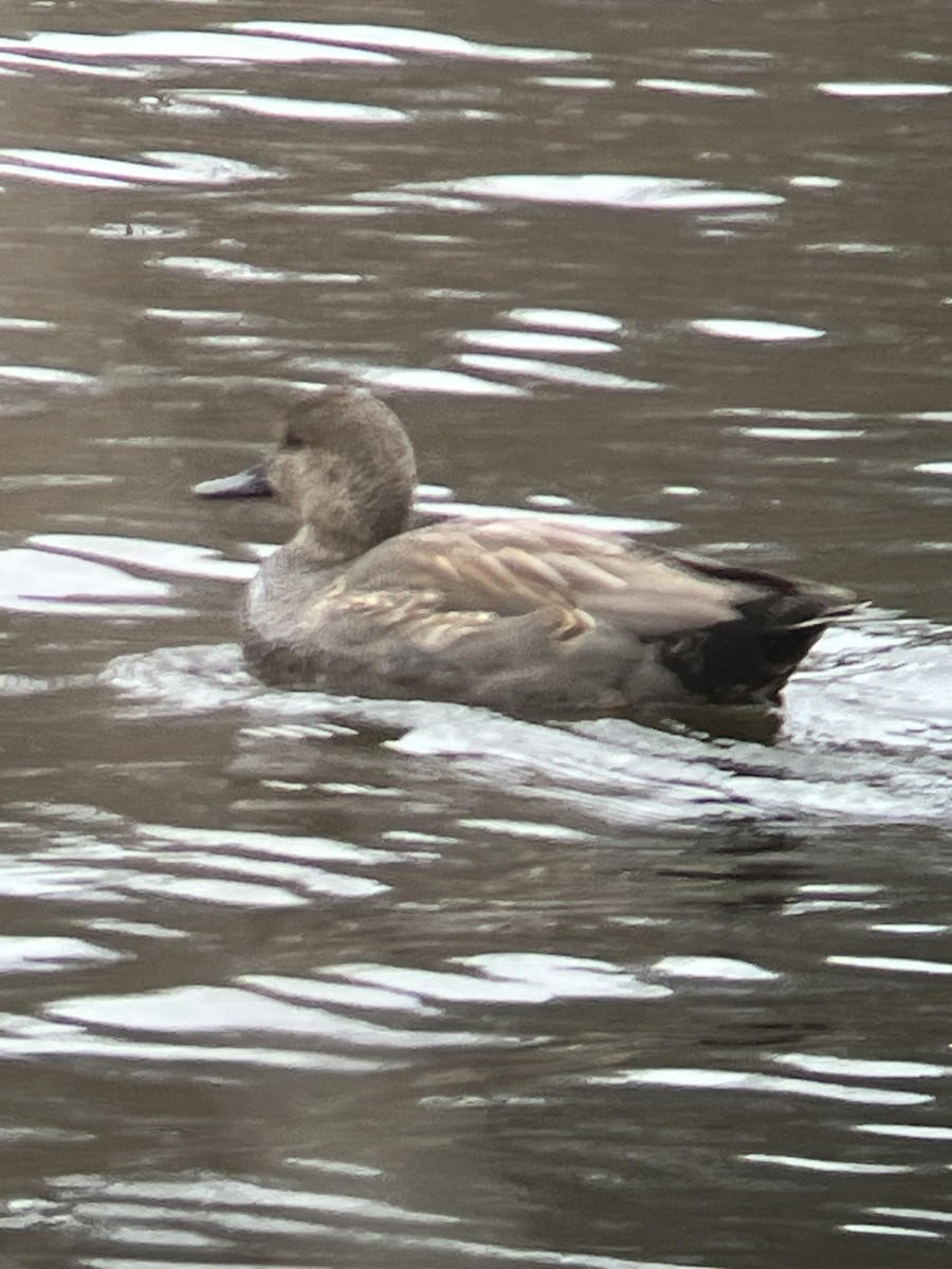 Gadwall - ML615874936