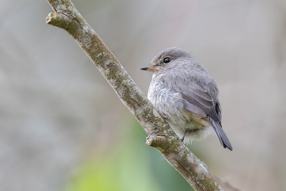 African Dusky Flycatcher - Chris Venetz | Ornis Birding Expeditions