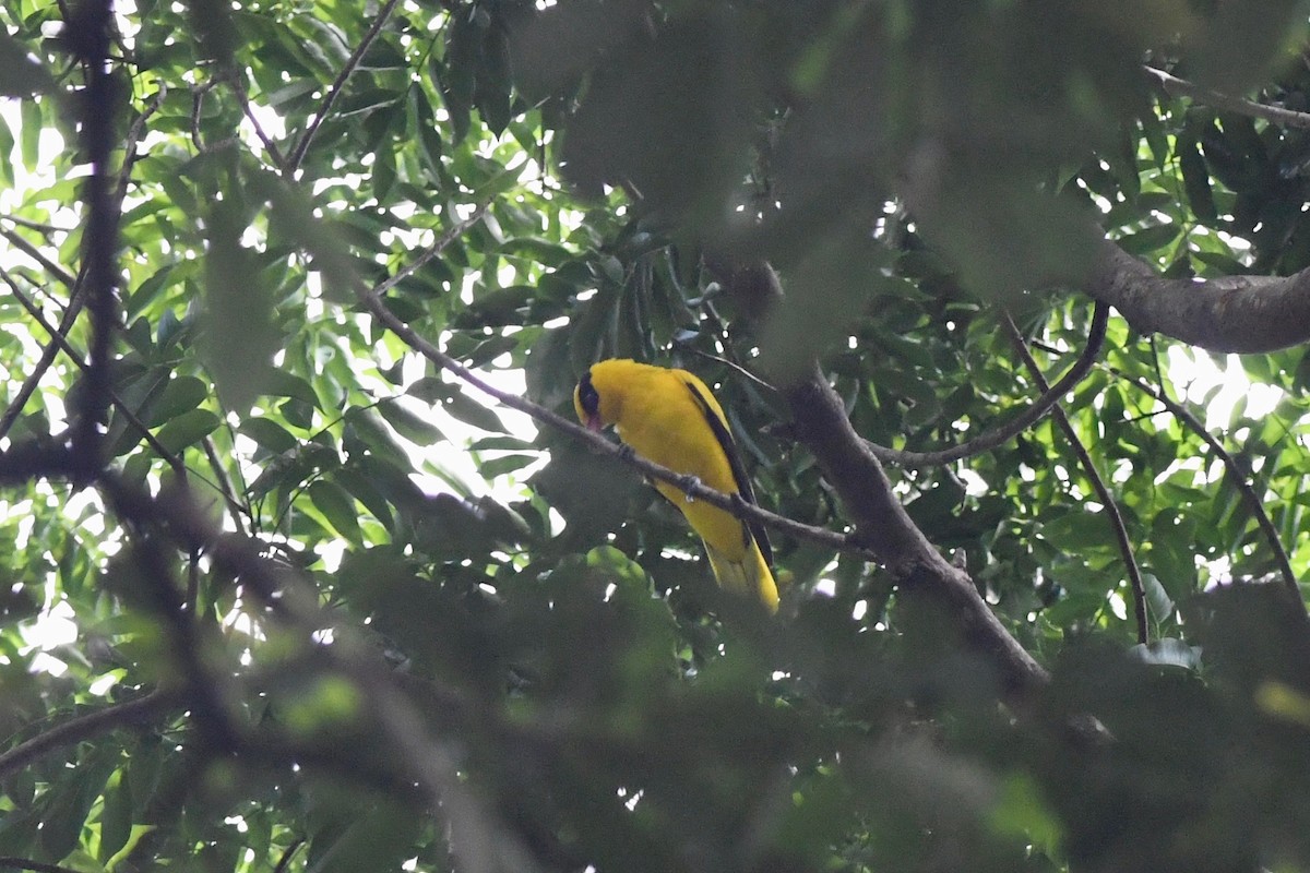 Black-naped Oriole (Sulawesi) - ML615875014