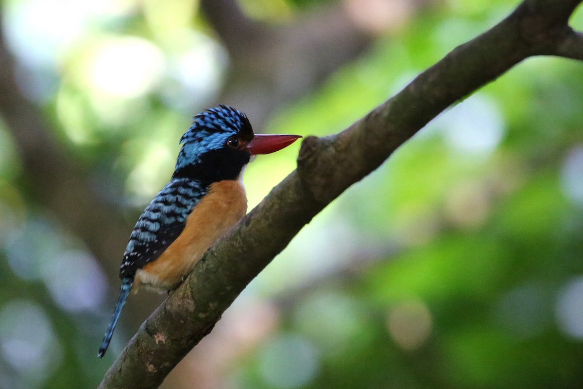 Banded Kingfisher - Zhi Zheng