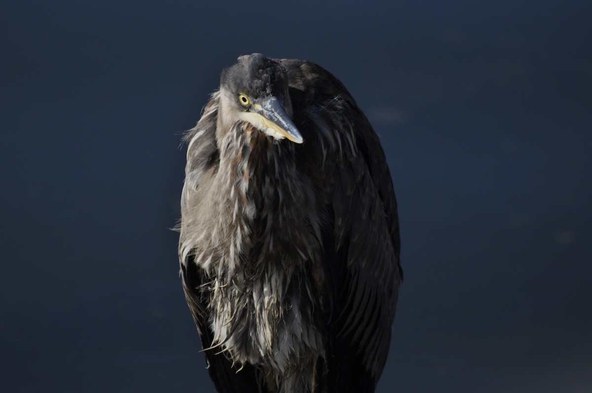 Great Blue Heron - Antoine Rabussier