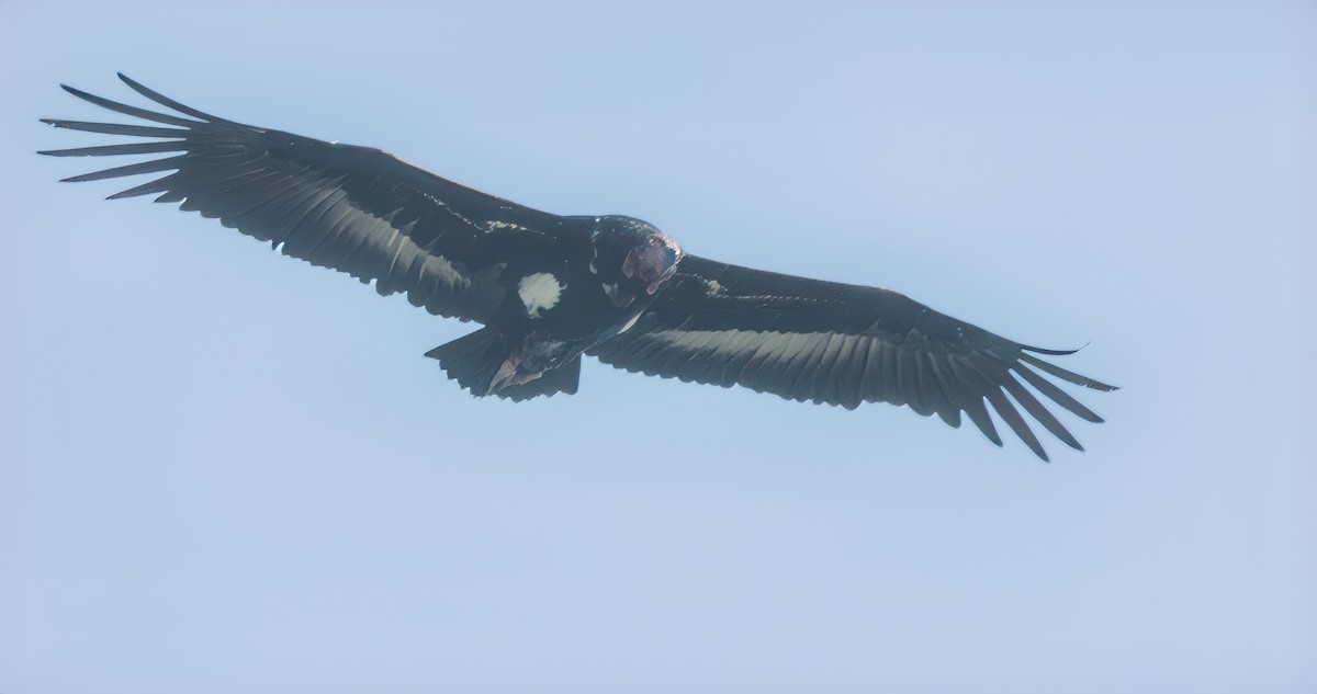 Red-headed Vulture - ML615875084