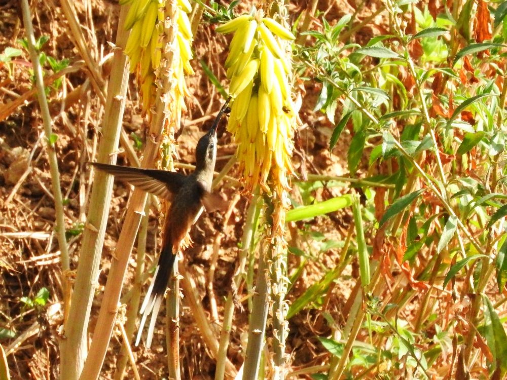 Sooty-capped Hermit - ML615875094