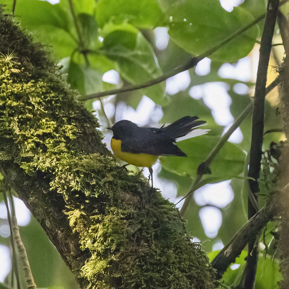 Slate-throated Redstart - Dan Vickers