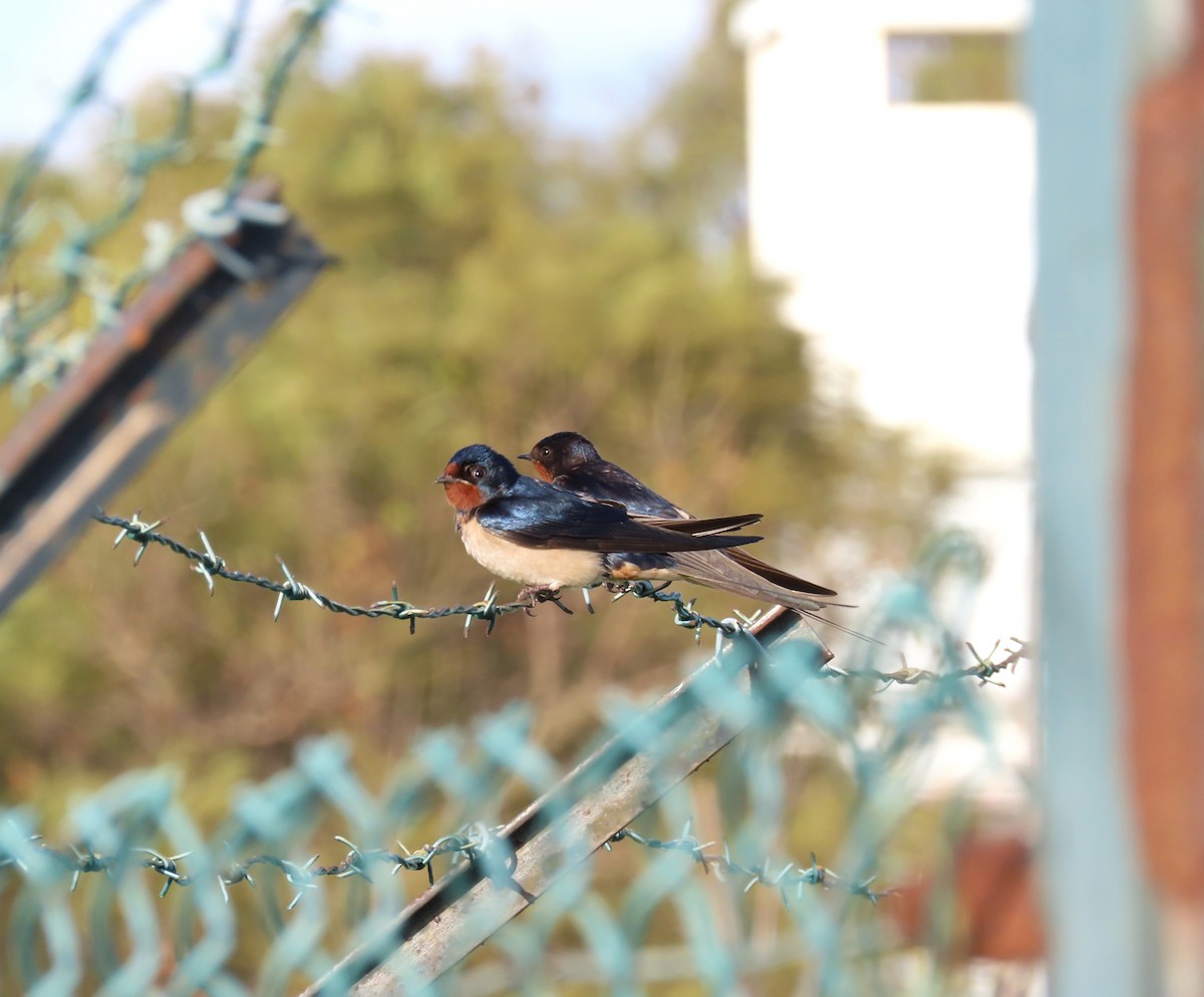 Barn Swallow - Guilherme Gonçalves