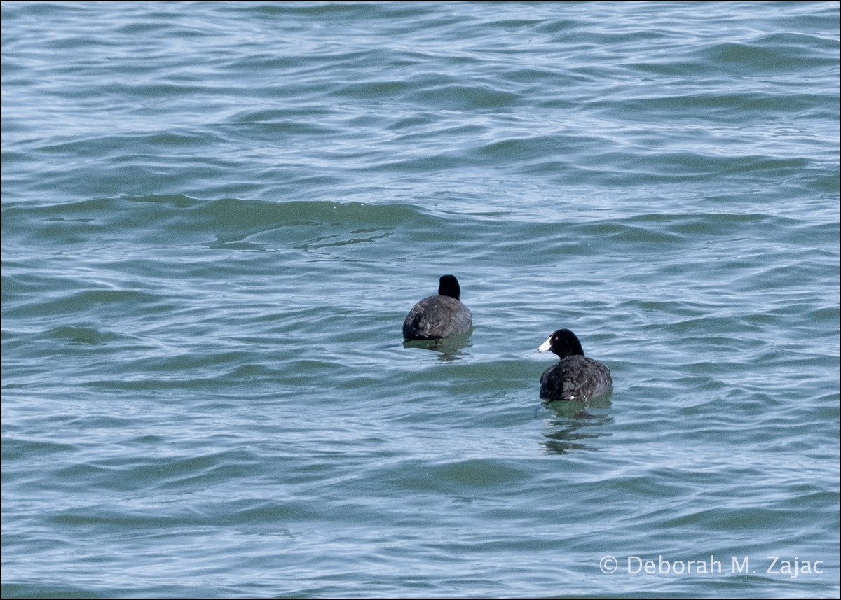 American Coot - ML615875217