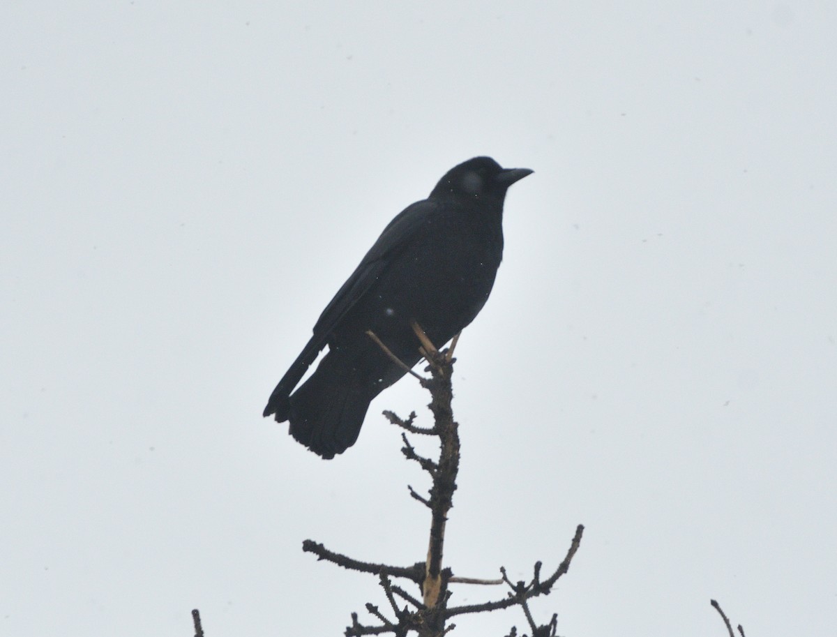 American Crow - ML615875227