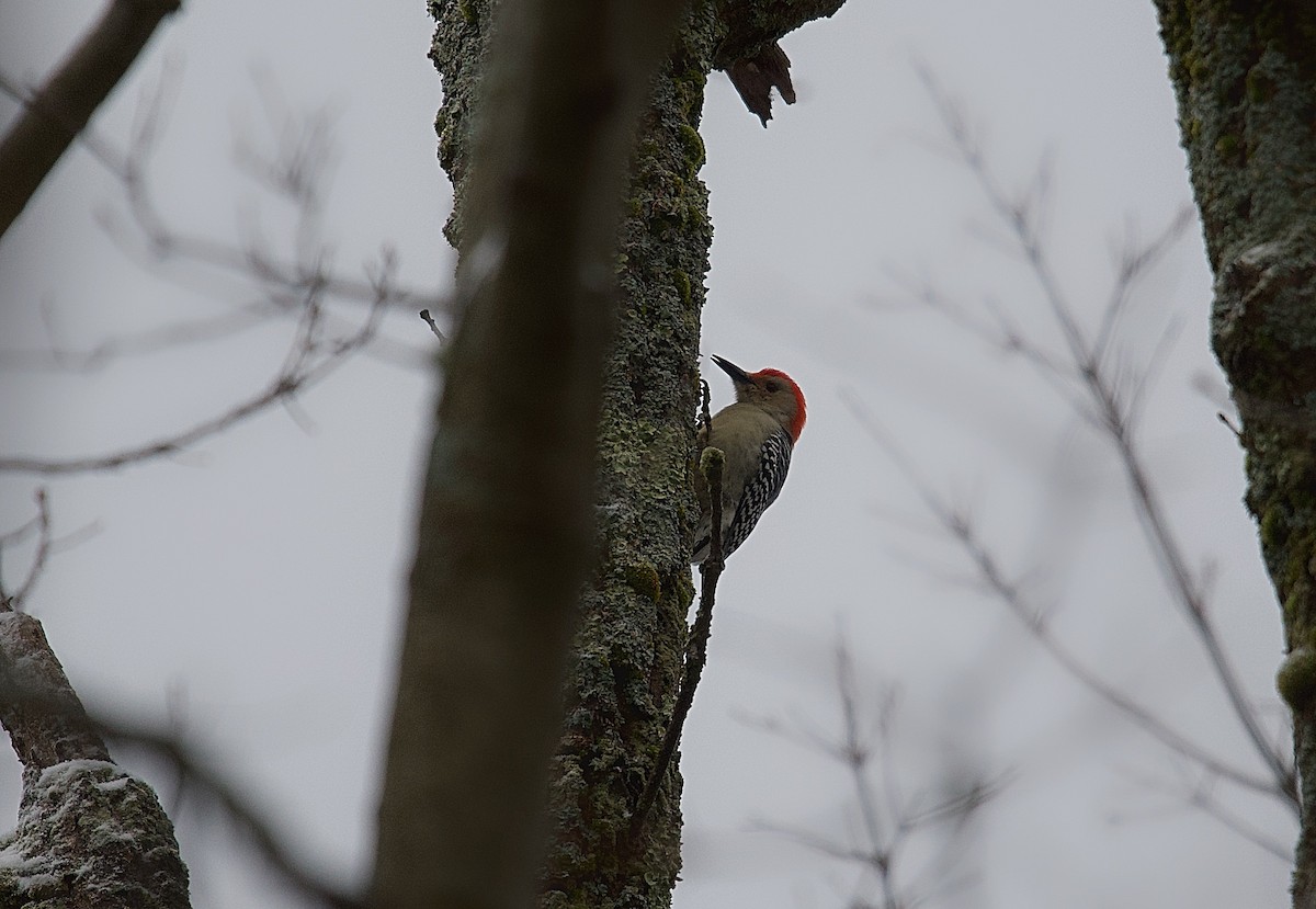 Red-bellied Woodpecker - ML615875240