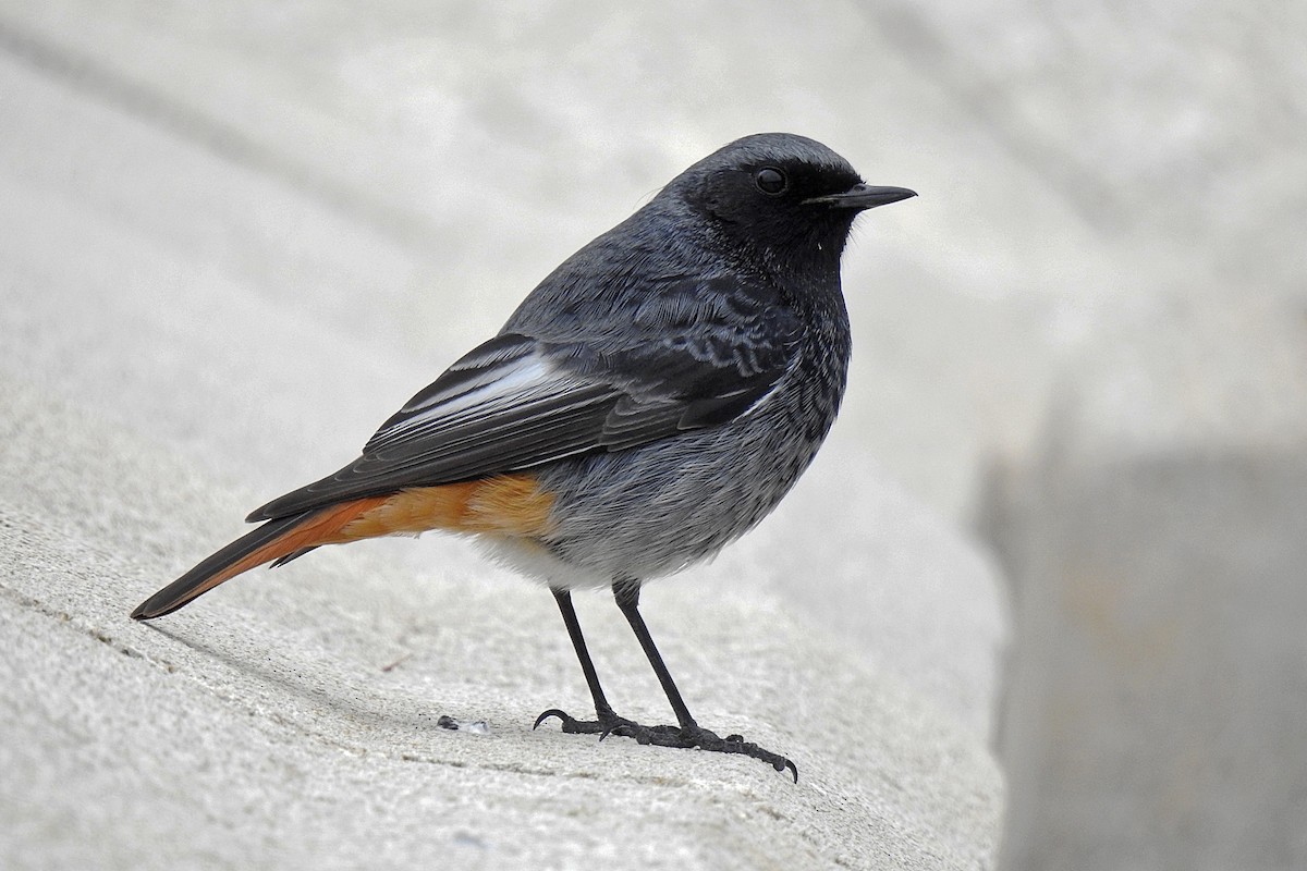 Black Redstart - ML615875250