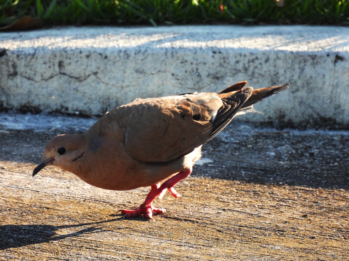 Zenaida Dove - Eliezer Nieves-Rodriguez