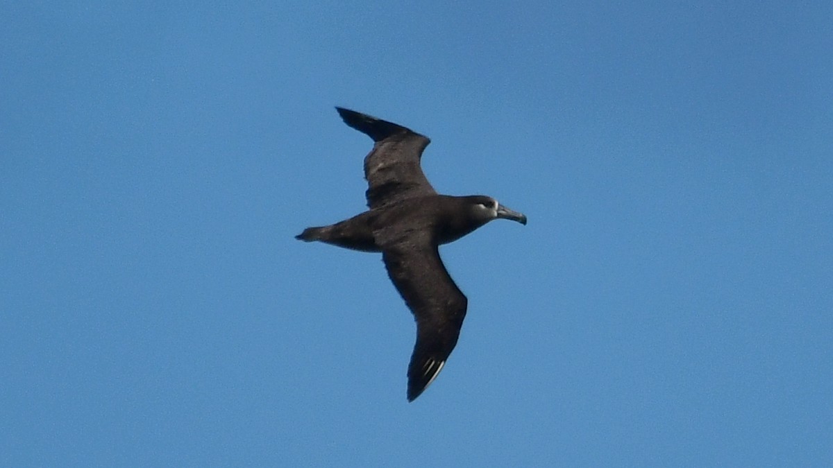 Black-footed Albatross - ML615875273